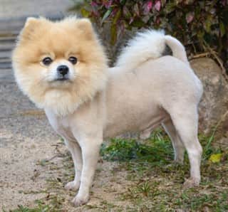 Pomeranian Hair Growth | Shedding 