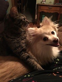 do pomeranians get along with cats