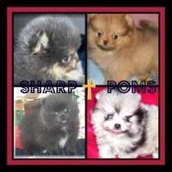 Pomeranian Breeders| Personally Recommended