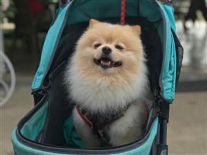 pomeranian stroller