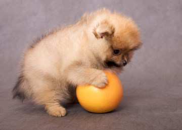 what can pomeranians eat