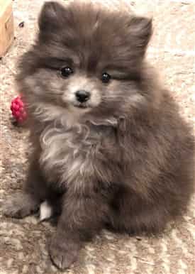 how to bathe a pomeranian puppy