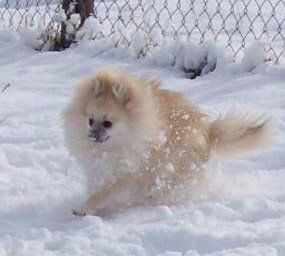 snow pomeranian