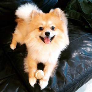 Pomeranian First Aid | How to Treat 