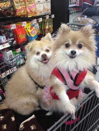 Pomeranian Therapy Dogs