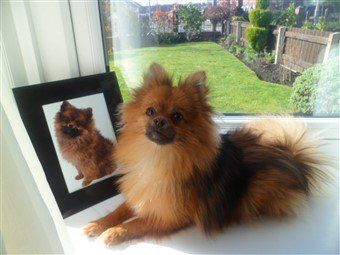 red sable pomeranian puppies for sale