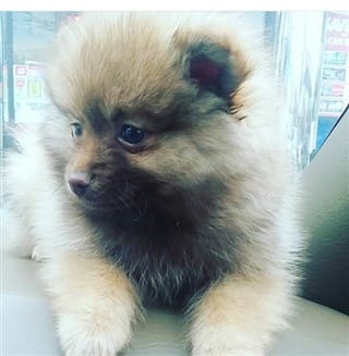 best way to potty train a pomeranian puppy