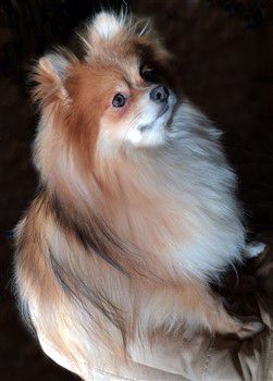 sable pomeranian