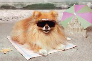 how long do pomeranians live in human years