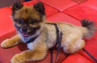 best clippers for pomeranian