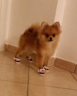 shoes for pomeranian dogs