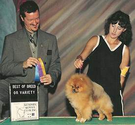 akc pomeranian breed standard