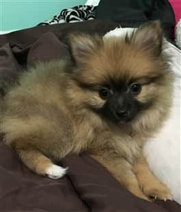 7 month pomeranian