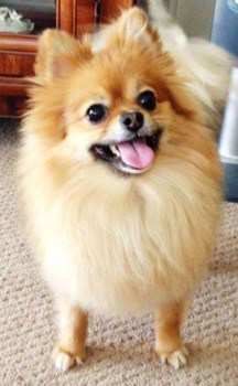 pomeranian leave in conditioner