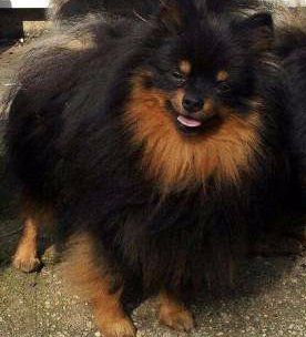 akc pomeranian breed standard