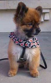 brown teddy bear pomeranian