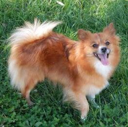 pure pomeranian dog