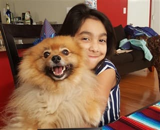 Petpom Throwback Poms And Pomeranians Petpom Throwback Poms And Pomeranians