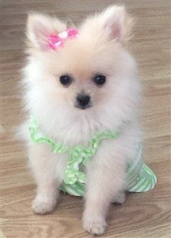 pomeranian girl puppy