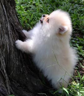 dee little pomeranians