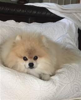 short haired chow chow puppies for sale