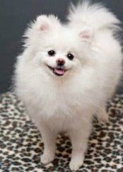 grey and white pomeranian