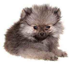 sable pomeranian for sale