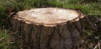 tree stump