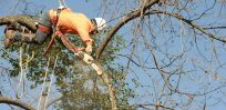 Tree surgery in Chittaway Bay