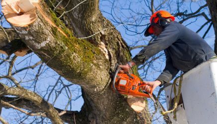 Tree service in Chittaway Bay