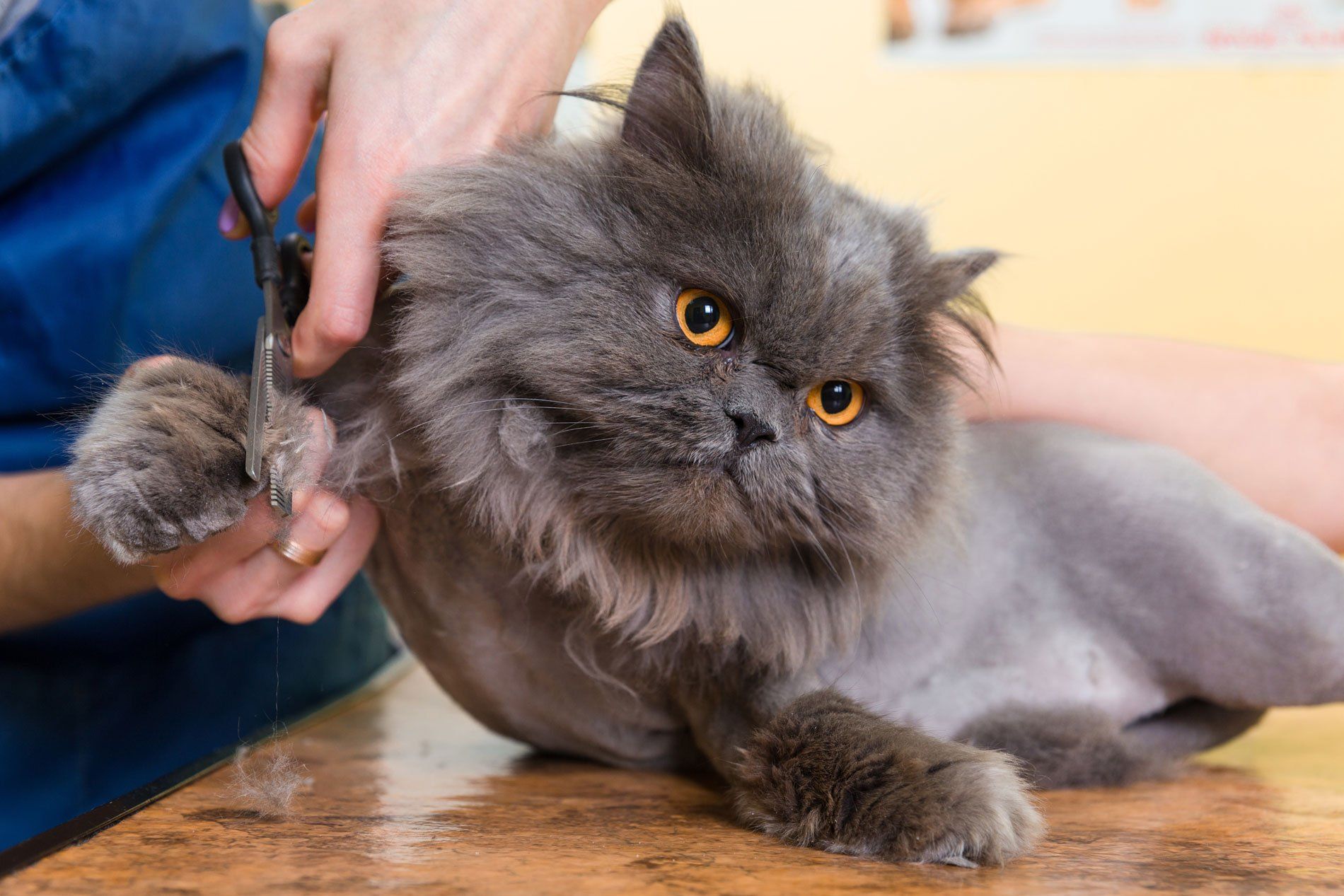 Pet Grooming - Loveland CO - Jennifer's Pet Grooming