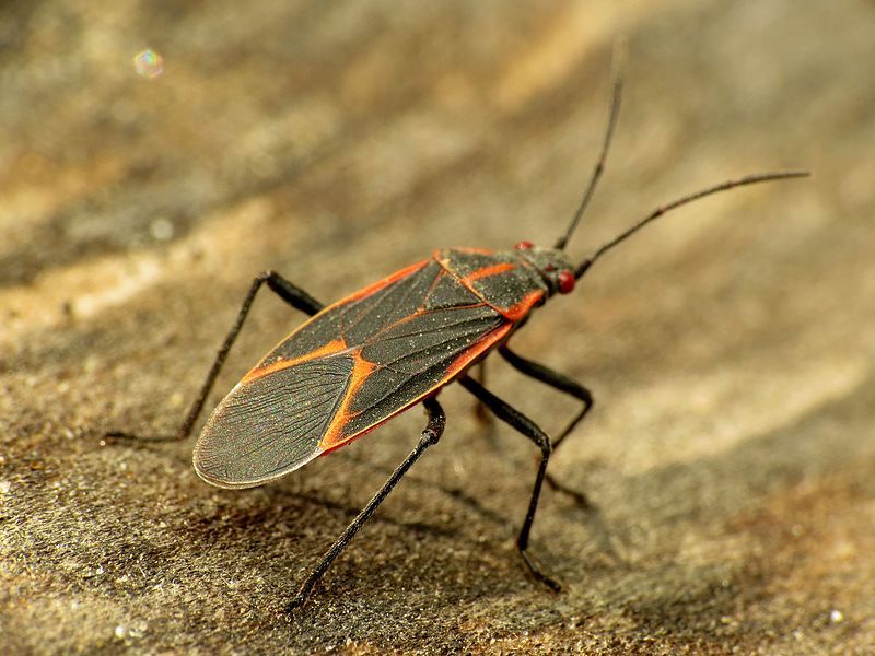 Bugs of North Carolina