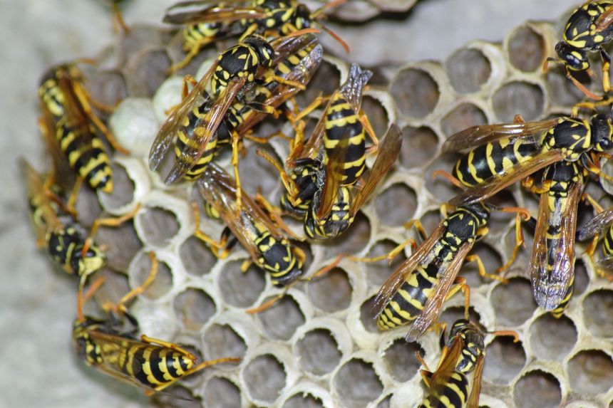 Types Of Wasps In Colorado