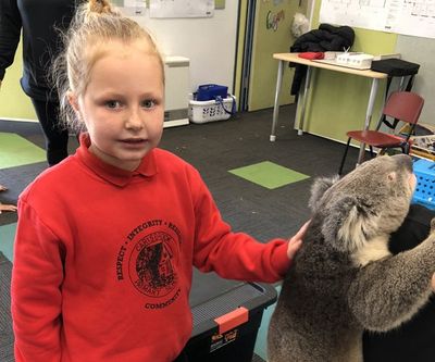 kid touching a koala