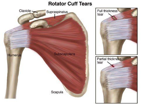 4 rotator cuff tendons