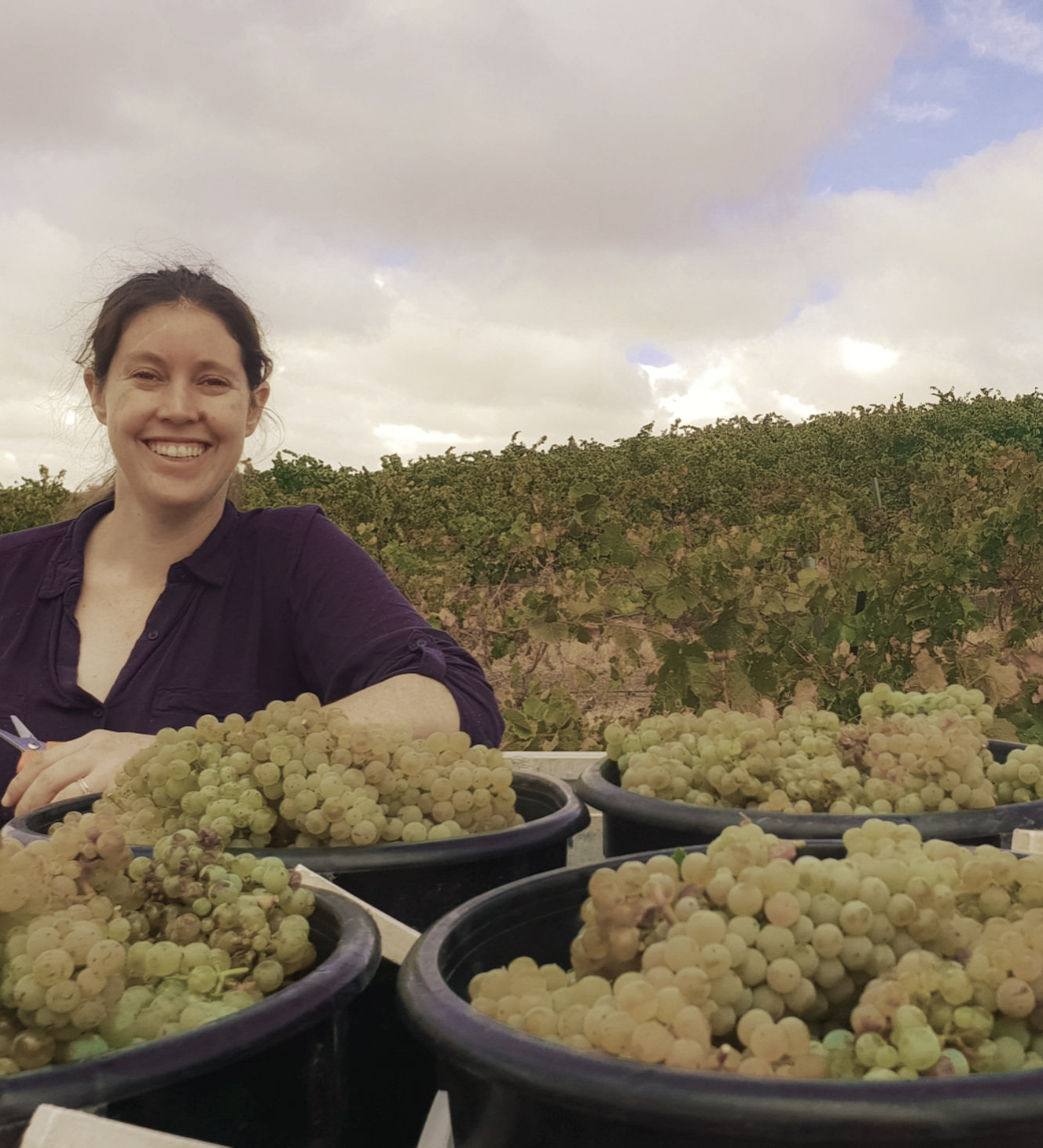 Eden Valley Sauvignon Blanc grape picking