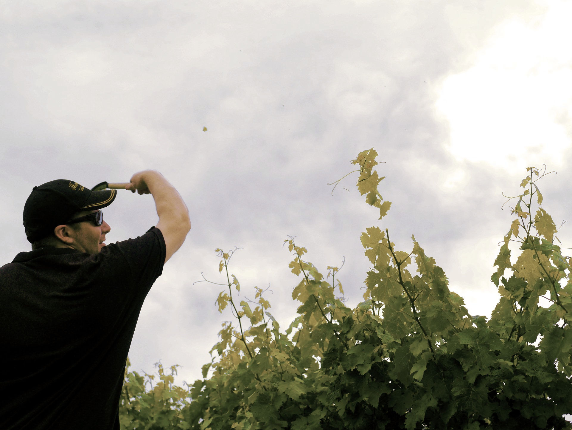 Sustainable Winemaking at an Eden Valley winery