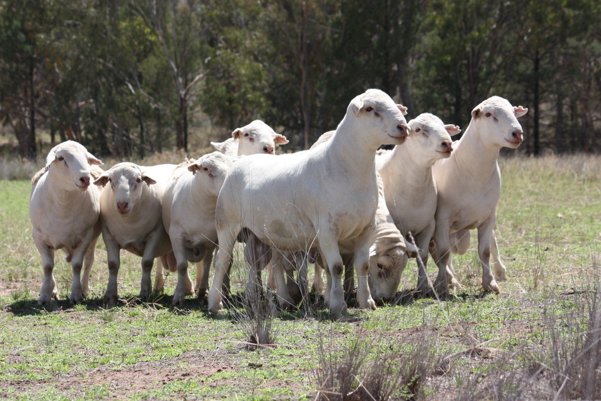 Proven Australian White Dorper Stud Annalara White Dorper Stud