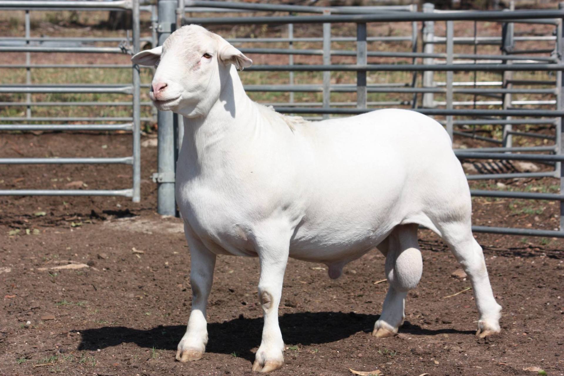 Proven Australian White Dorper Stud | Annalara White Dorper Stud