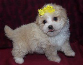 maltipoo 3 months old