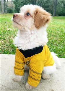 maltipoo food allergies