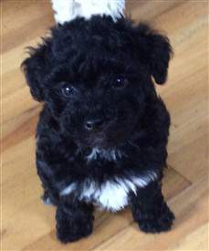 maltipoo and poodle mix