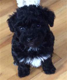 Teacup french poodle for sale Clearance