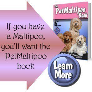 best dog shampoo for maltipoo