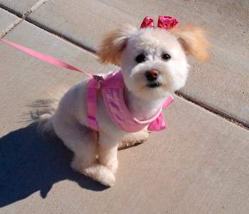 maltipoo clothes