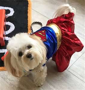maltipoo clothes
