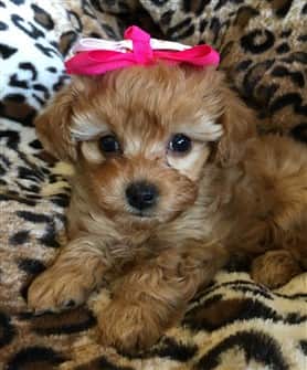 female maltipoo