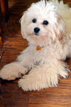 maltipoo long hair