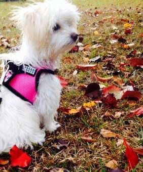 maltipoo clothes