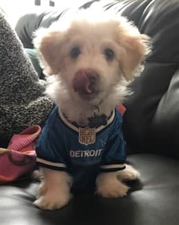 maltipoo clothes